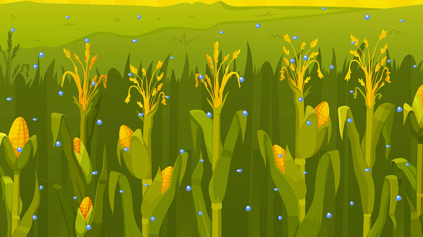 Corn Sweats