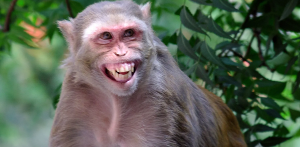 Mississippi vs. Monkeys