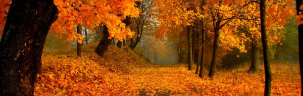 Pile of colorful fall leaves in a yard