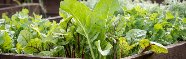 Fresh herbs growing in a garden